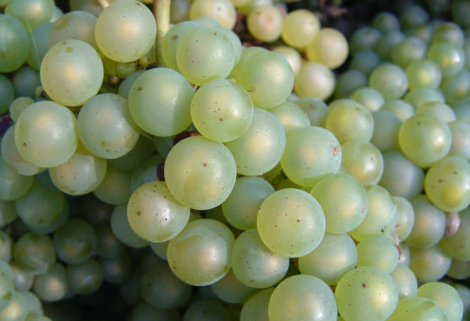 Chardonnay_grapes_close_up