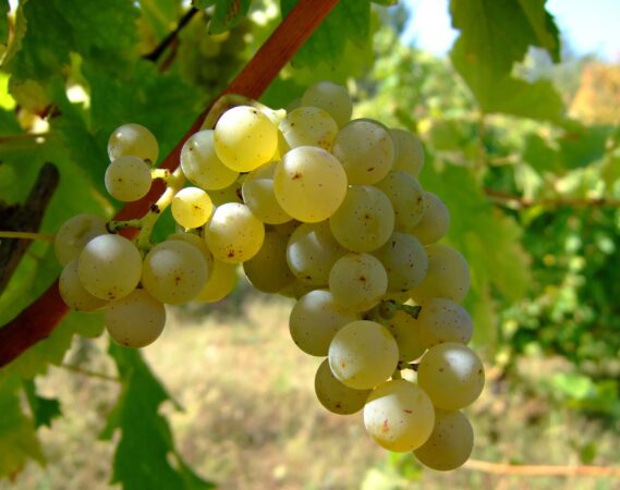 Sauvignon_blanc_vlasotince_vineyards